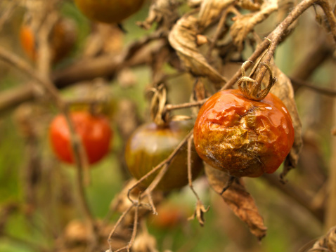 tomato plants destroyed by late blight (Phytophthora infestans)