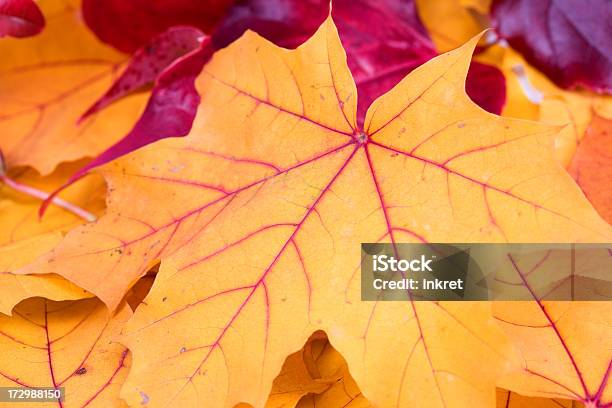 Autumn Stock Photo - Download Image Now - Autumn, Backgrounds, Celebration Event