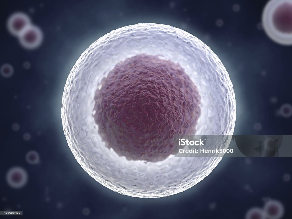 셀을 핵 (진핵생물 - 로열티 프리 건강관리와 의술 스톡 사진