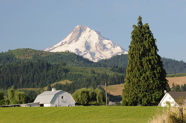 Farmhouse with Mt Hood View Farmhouses at Hood River Valley with view of Mt Hood oregon barn farm mt hood stock pictures, royalty-free photos & images