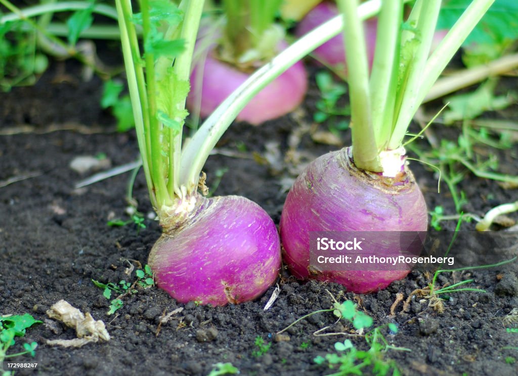 Turnips in giardino - Foto stock royalty-free di Rapa - Tubero