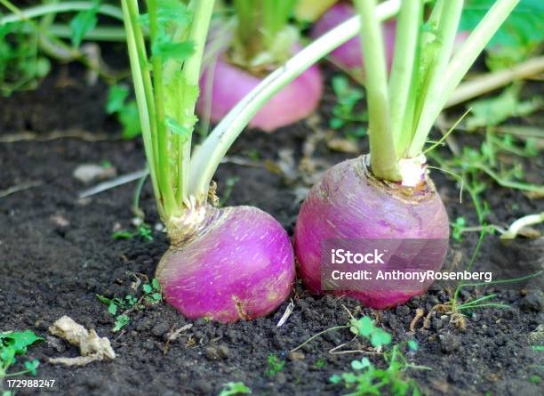 Turnips In Giardino - Fotografie stock e altre immagini di Rapa - Tubero - Rapa - Tubero, Terreno, Ambientazione esterna