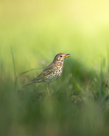 Bird Song Thrush Turdus philomelos, small bird on green meadow, summer time in Poland Europe