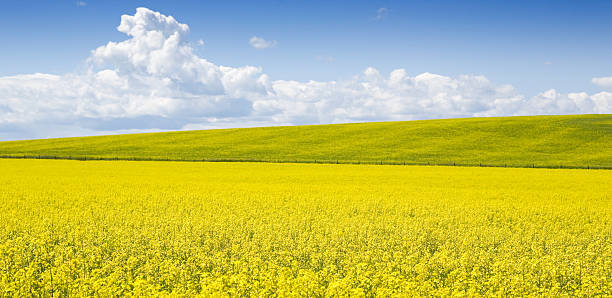 Vue panoramique du champ de Canola - Photo