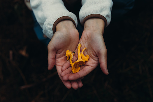 Female's hands holding yellow wild mushrooms freshly harvested in the dark pine Scandinavia woodland
