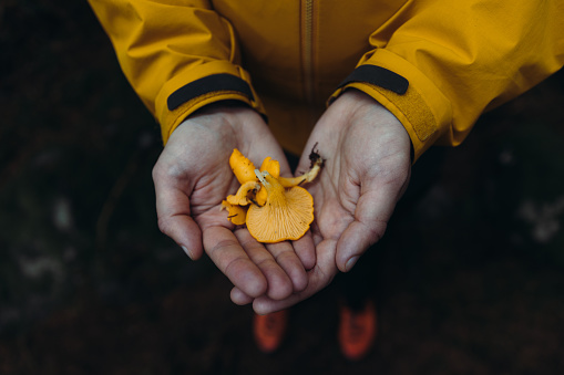Male's hands holding yellow wild mushrooms freshly harvested in the dark pine Scandinavia woodland