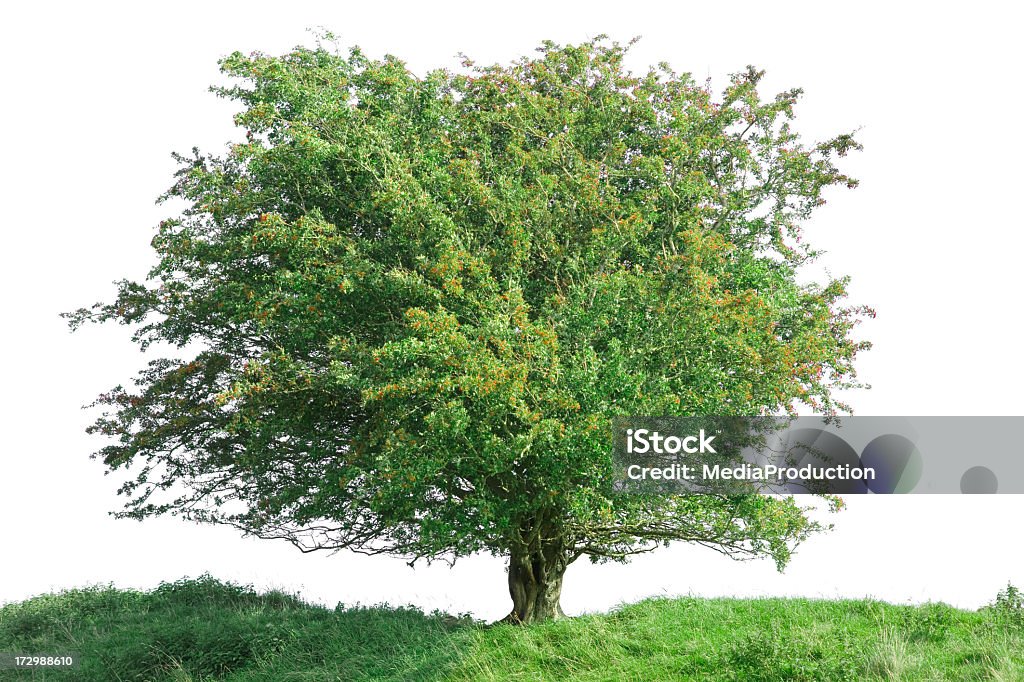 Puste drzewo (XXL - Zbiór zdjęć royalty-free (Głóg)