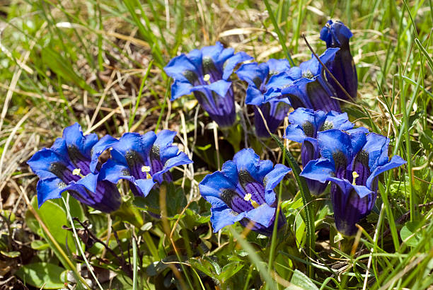 Group of blue gentians Typical alpine scene; group of blue gentians. enzian stock pictures, royalty-free photos & images