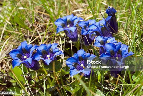 Grupa Blue Gentians - zdjęcia stockowe i więcej obrazów Gencjana - Gencjana, Alkohol wysokoprocentowy, Alpy