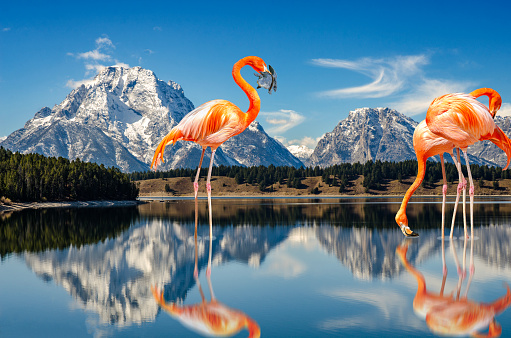 Digitally generated with my photographic images. Giant Pink Caribbean Flamingo: Phoenicopterus ruber Feeding on Alligators in Jackson Lake in Front of the Teton Range.
