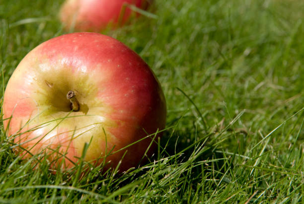 los árboles derribados apple - fressness fotografías e imágenes de stock