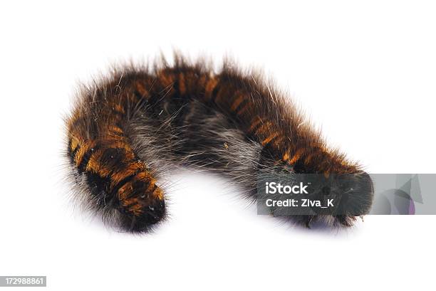 Caterpillar Isolato - Fotografie stock e altre immagini di Bruco - Bruco, Pelo animale, Peloso - Descrizione generale