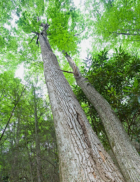林 primeval シリーズ - tree tall poplar tree bark ストックフォトと画像