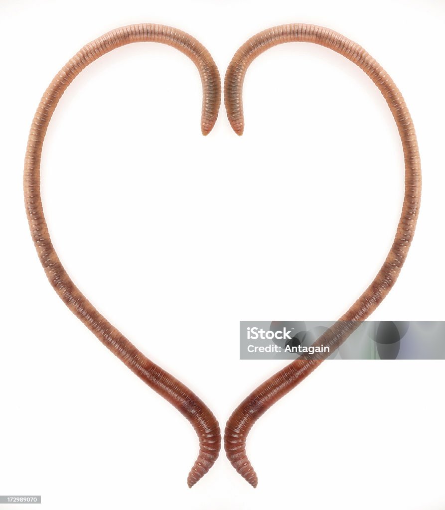 earthworm's heart my other earthworms pictures: Earthworm Stock Photo