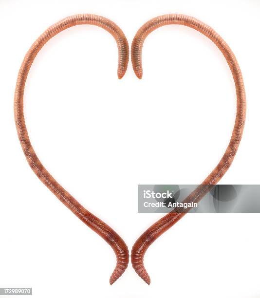 Earthworms Heart Stock Photo - Download Image Now - Earthworm, Heart Shape, Animal