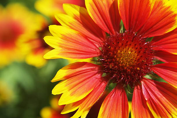 istock Gaillardia aristata Blanket Flower Blossoms 172989091