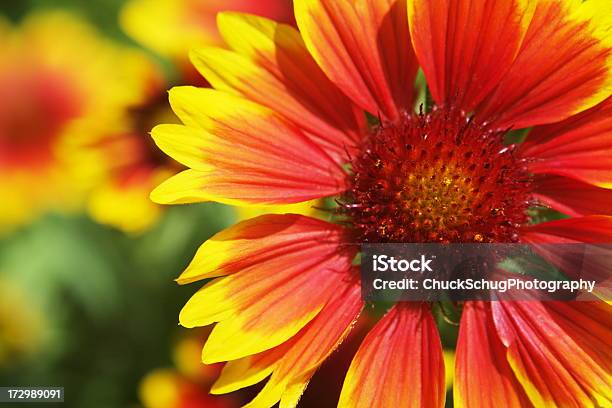 Galhardas Aristata Cobertor Flor Flores - Fotografias de stock e mais imagens de Amarelo - Amarelo, Ao Ar Livre, Botânica - Ciência de plantas