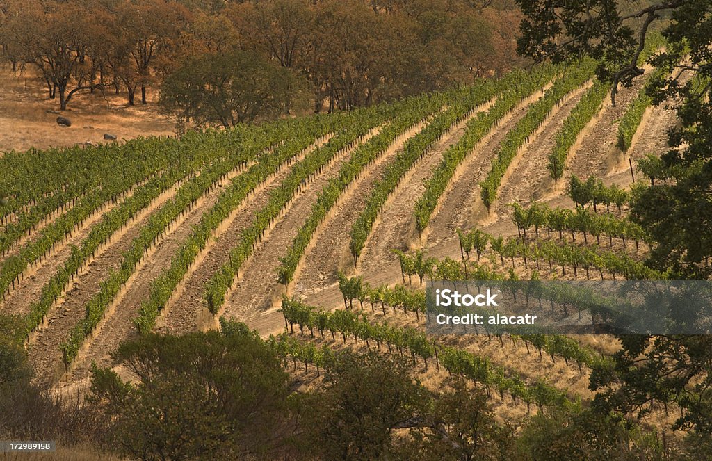 Terraced Vineyard, Napa "A terraced vineyard forms an abstract landscape in this photo from eastern Napa County, CA.Click on any of the thumbnails below to see more of Napa:" Agriculture Stock Photo