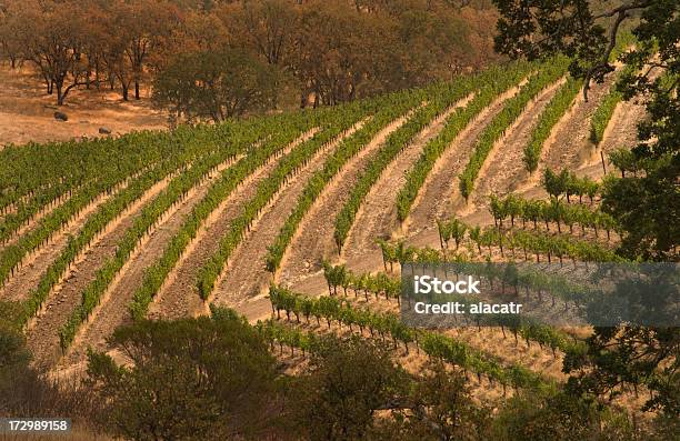 Terraced Vineyard Napa Stock Photo - Download Image Now - Agriculture, Food and Drink, Grape