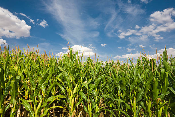 istock Photo of a dense cornfield before a blue and cloudy sky 172989273