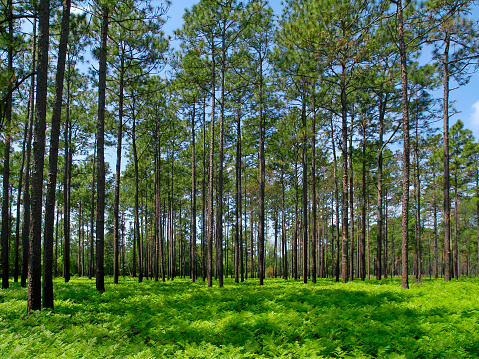 Millions of bright green ferns grow underneath the canopy of a pine forest.