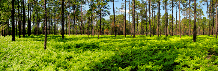 Millions of bright green ferns grow underneath the canopy of a pine forest.