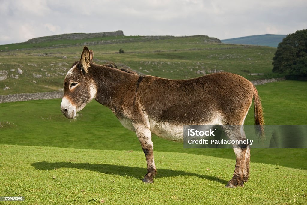 Donkey standing on a green landscape A donkey stands on a hillside. Animal Stock Photo