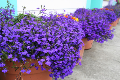 diminishing row of brilliant lobelia in pots