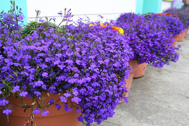 Row of Lobelia diminishing row of brilliant lobelia in pots lobelias stock pictures, royalty-free photos & images