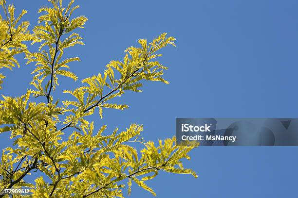 Foto de Mel Locust Árvore e mais fotos de stock de Ajardinado - Ajardinado, Azul, Baga - Parte de planta