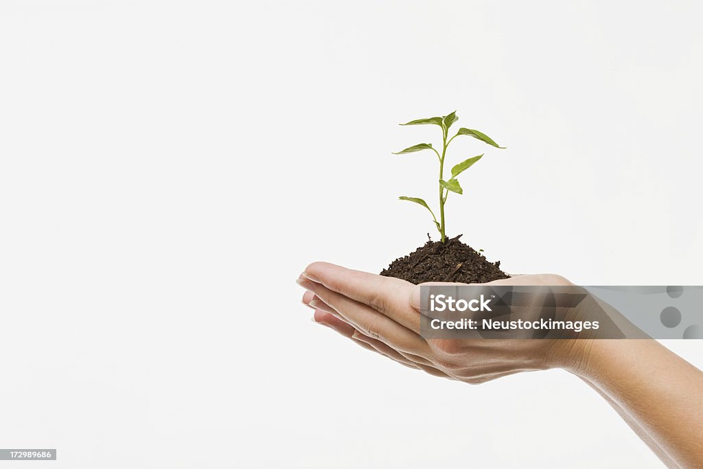 Manos humanas sosteniendo planta - Foto de stock de Adulto libre de derechos