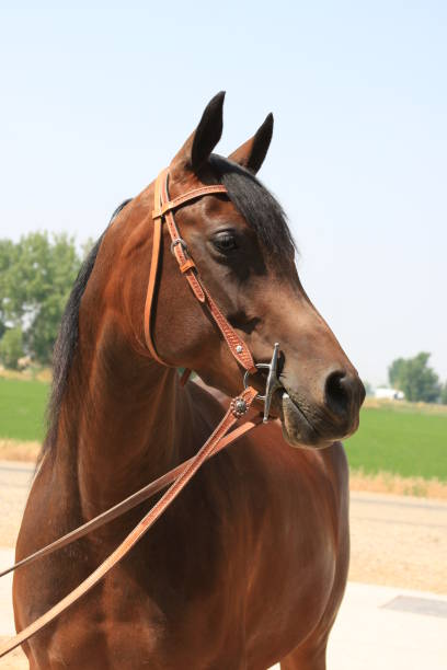 istock Horse Portrait 172989707