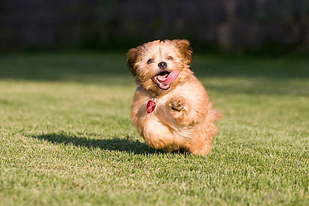 istock A playful and happy puppy running on the grass 172989738