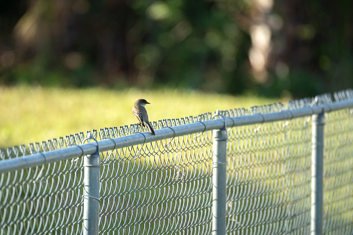 An Eastern Phoebe bird perched on a fence on summer Florida backyard.