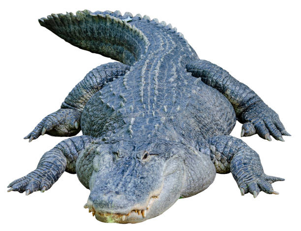 istock Alligator, Crocodile Isolated against a White Background 1729899862