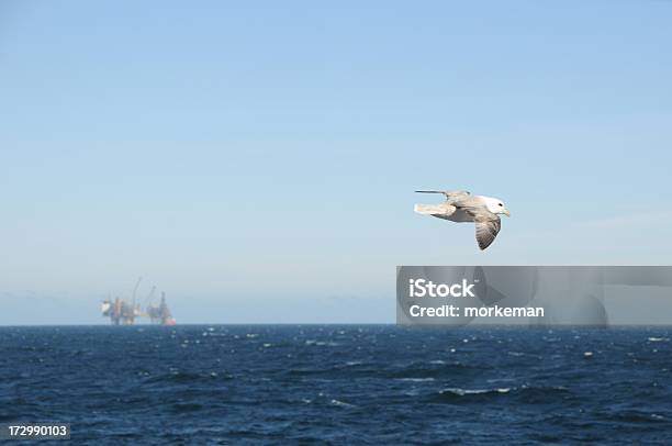Foto de Ave Marinha e mais fotos de stock de Mar do Norte - Mar do Norte, Óleo, Animal
