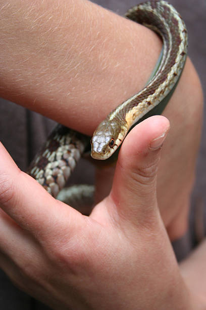 istock Young hands hold garden snake 172990109