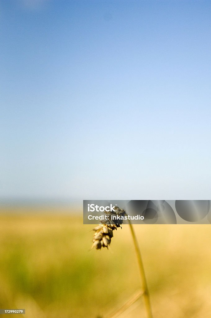 Trigo dourado - Royalty-free Agricultura Foto de stock