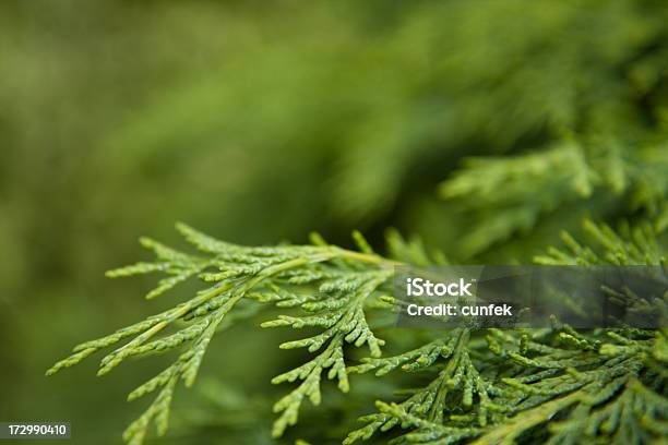 Cypress Hill Stockfoto und mehr Bilder von Ast - Pflanzenbestandteil - Ast - Pflanzenbestandteil, Baum, Bildhintergrund