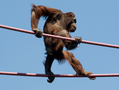 A young Orangutan determined to make it accross the cables suspended 30 feet in the air.