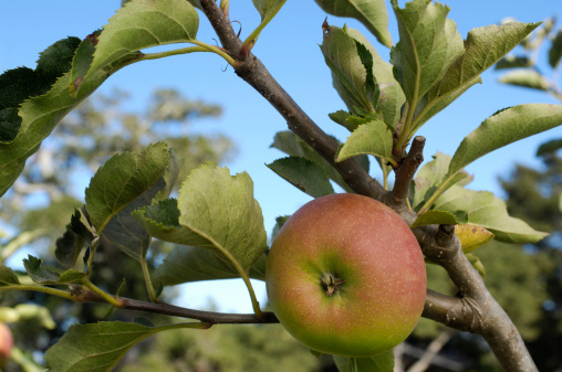Mutsu apple growing on an apple tree.