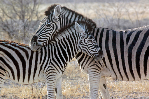 Plains Zebra at Etosha National Park in Kunene Region, Namibia
