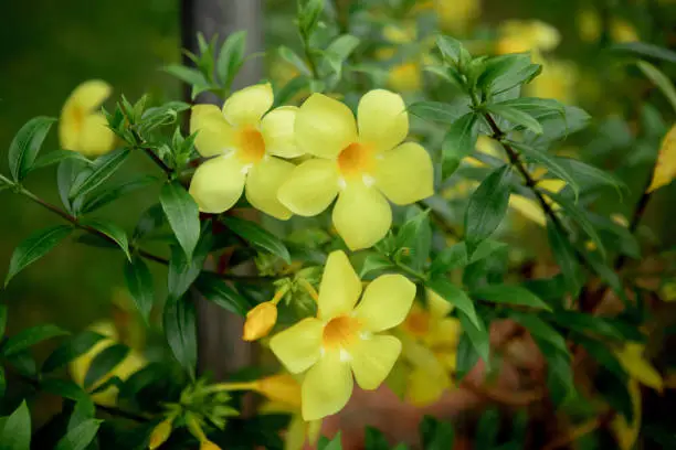 Yellow flowering plant called Allamanda, Allamanda cathartica or Golden Trumpet Flowers.