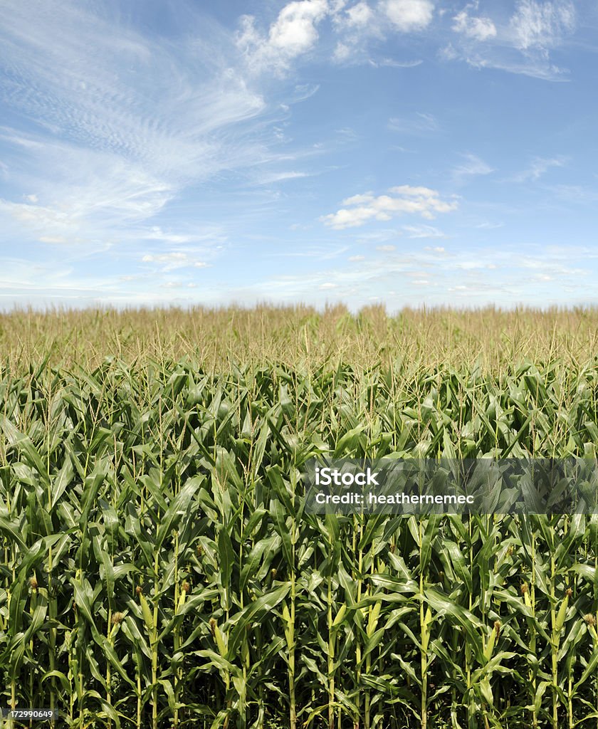 Iowa kukurydzy pole - Zbiór zdjęć royalty-free (Bez ludzi)