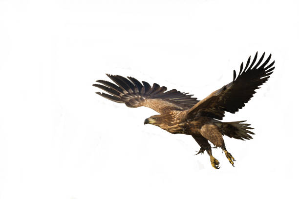 istock Majestic predator White-tailed eagle, Haliaeetus albicilla in Poland wild nature - isolated on white background - flying bird 1729906688