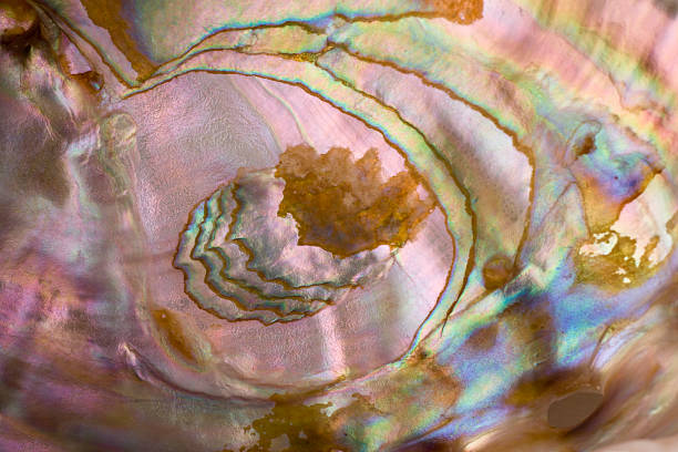 inner surface of an abalone