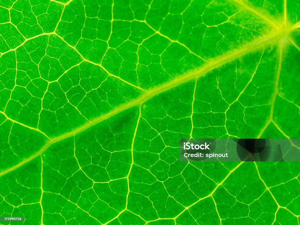 Ivy Folha de - Royalty-free Abstrato Foto de stock