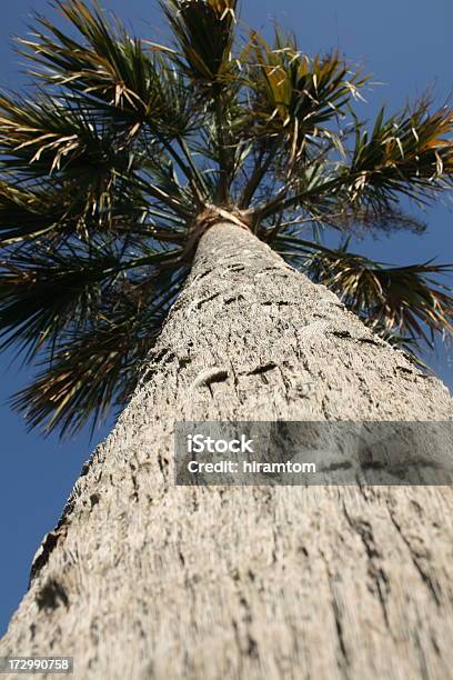 見上げるキャベツヤシ - アウトフォーカスのストックフォトや画像を多数ご用意 - アウトフォーカス, フロリダ州, ヤシの木