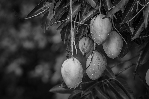 Mangos hanging on the tree. Fresh mangos.