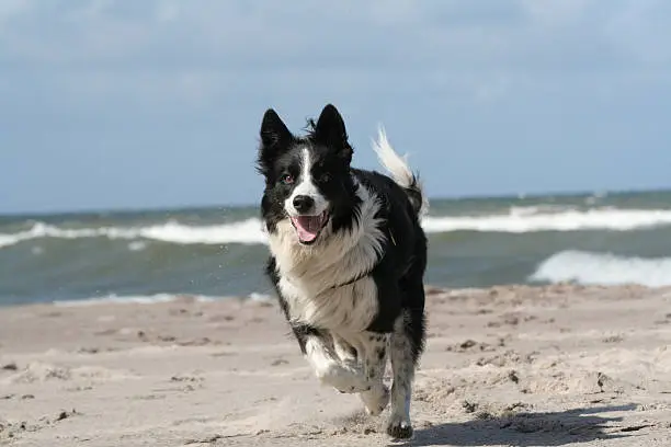  Agile Border-Collie running and having fun at the beach.